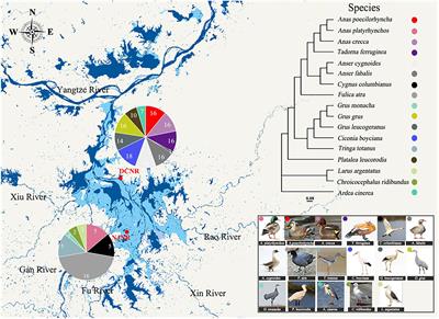 Diet drives the gut microbiome composition and assembly processes in winter migratory birds in the Poyang Lake wetland, China